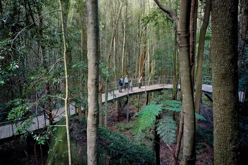 Elevated rainforest boardwalk