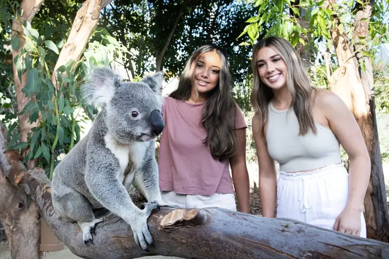 Visitors beside a koala at the wildlife stop