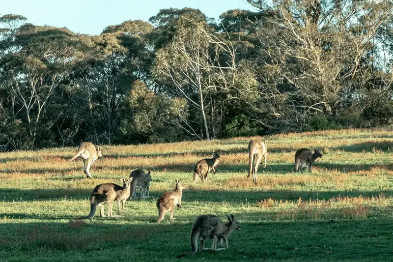 Kangaroos grazing in open grassland