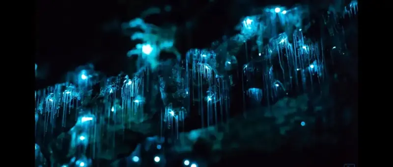 Glow worms and their fine hanging threads
