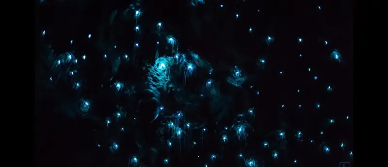 Close view of blue-green glow-worm lights