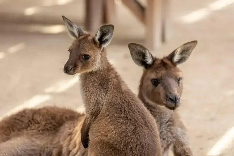 Two kangaroos at the wildlife stop
