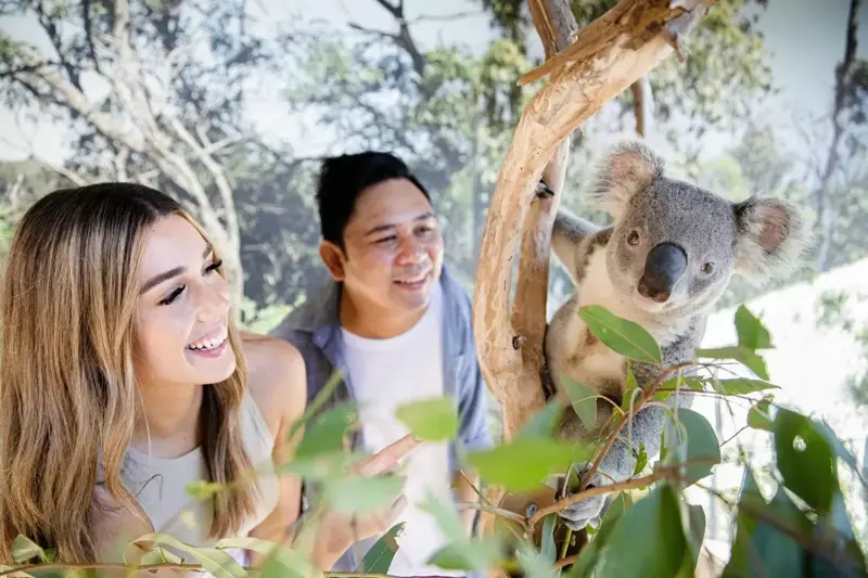 Visitors posing beside a koala