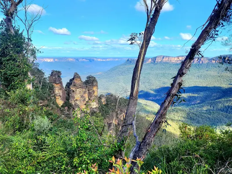 Three Sisters framed by eucalyptus trees