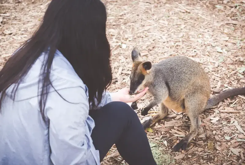 Visitor beside a wallaby at the wildlife park