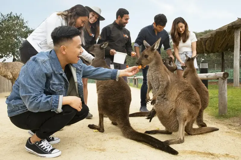 Visitors with kangaroos at Sydney Zoo