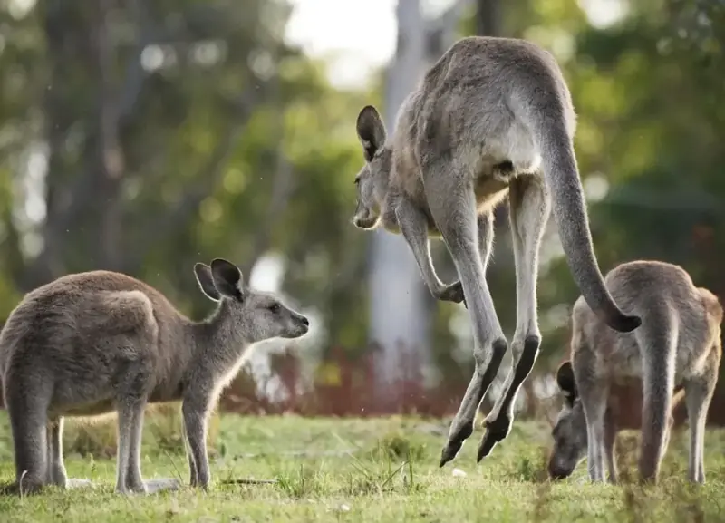 Kangaroo and joey in grassland