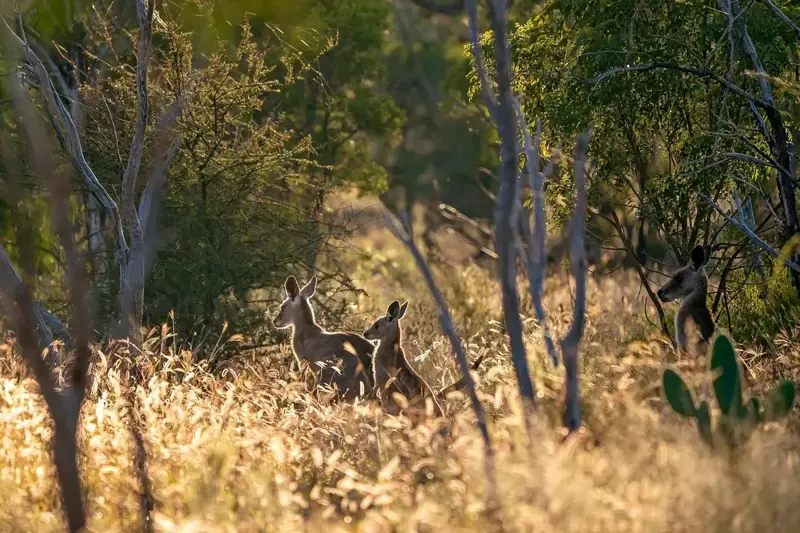 Kangaroos in sunlit bushland
